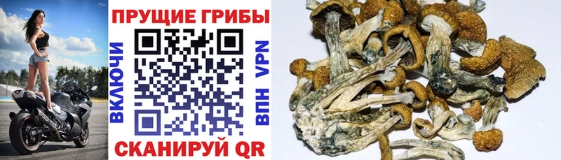 ссылка на мегу зеркало  Домодедово  Галлюциногенные грибы мухоморы 